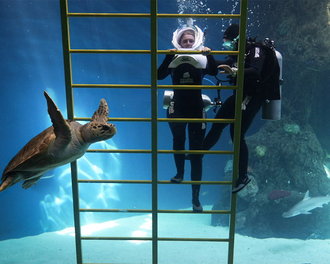 loggerhead turtle swimming by two divers