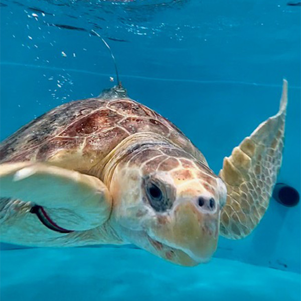 loggerhead sea turtle swimming