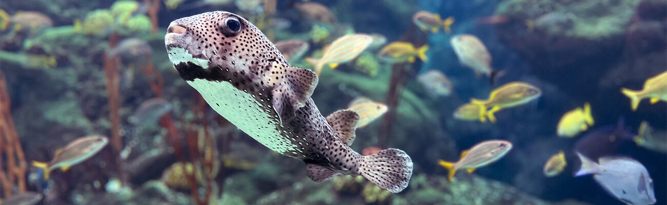 porcupine fish swimming