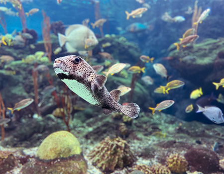 porcupine fish swimming