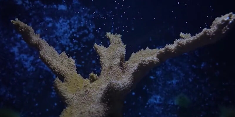Thousands of tiny offspring float upwards from an Elkhorn coral colony protected at The Florida Aquarium laboratories. SOURCE: The Florida Aquarium