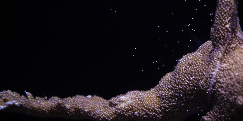photo of elkhorn coral spawning with the florida aquarium logo on the top left