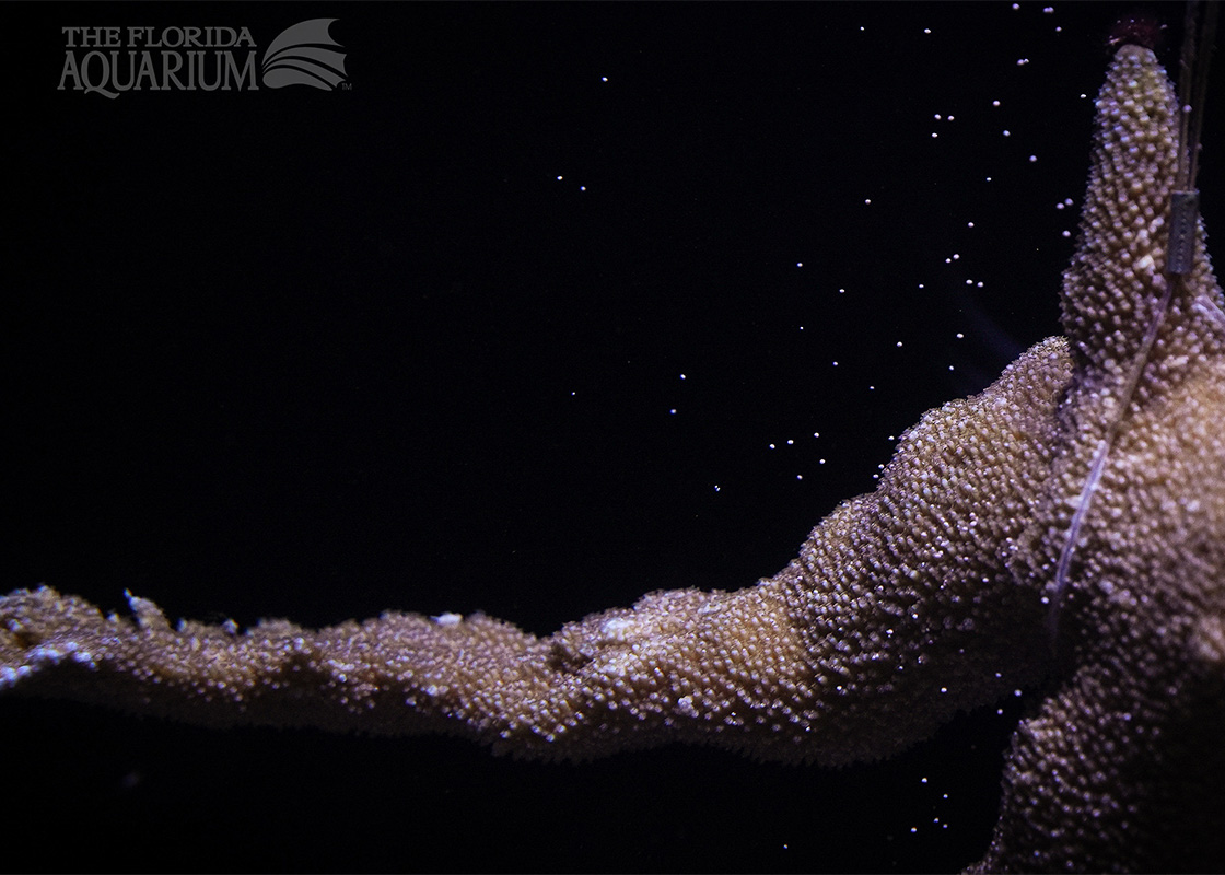 photo of elkhorn coral spawning with the florida aquarium logo on the top left