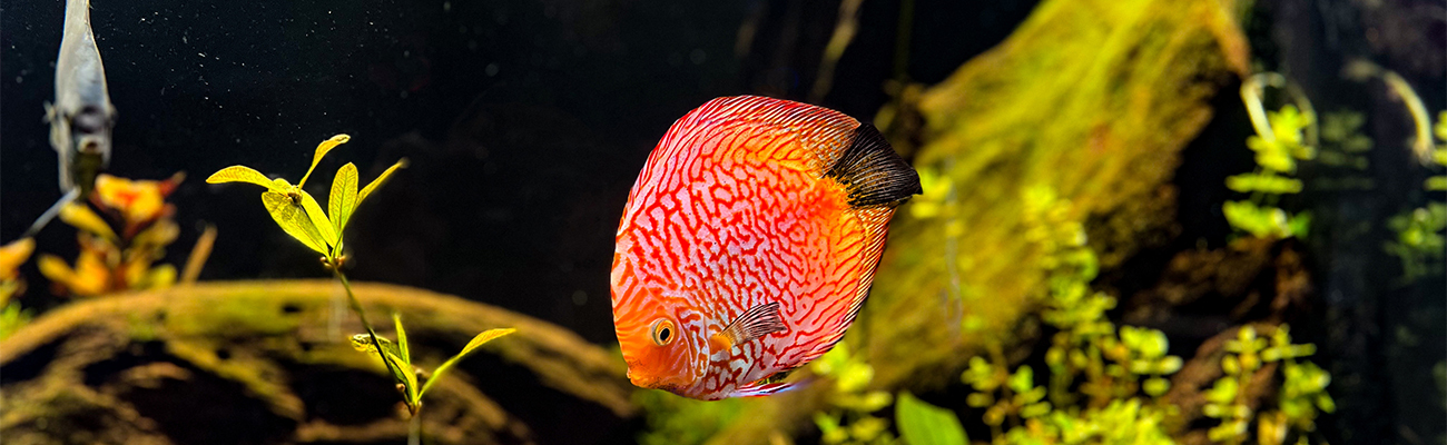 red and white, blue, and yellow discus fish swimming