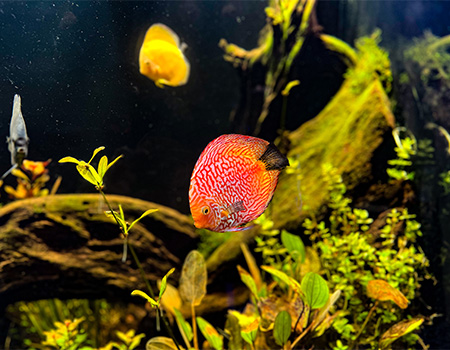 red and white, blue, and yellow discus fish swimming