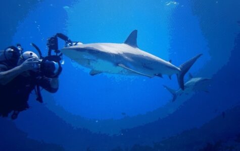male diver taking a photo of a shark underwater