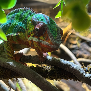 chameleon standing on a branch