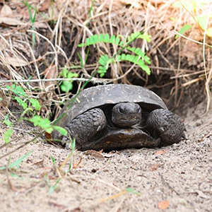 gopher tortoise coming out of a burrow