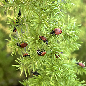 ladybugs on a plant