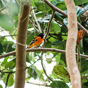 northern orioles in the trees