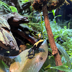black and yellow poison dart frog on a leaf