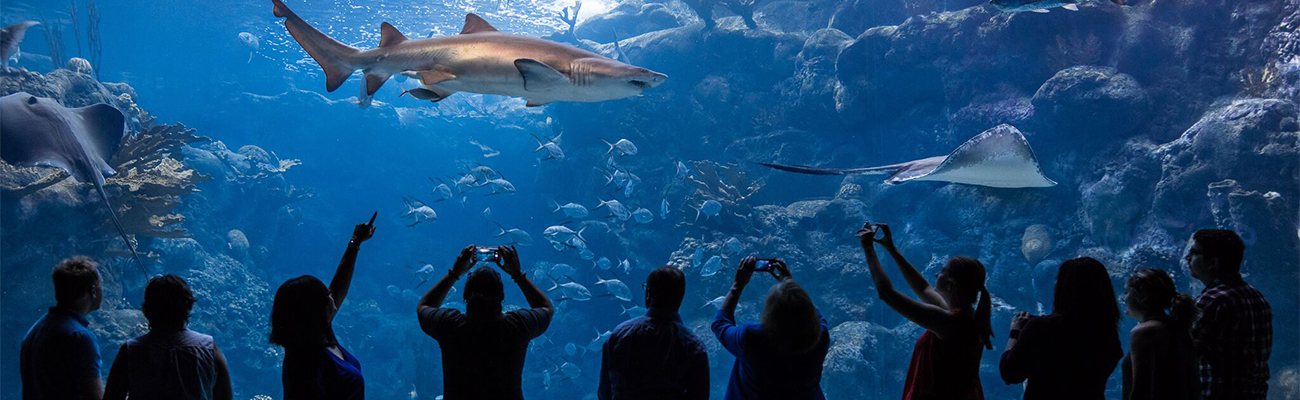 group of men and women pointing at and taking photos of a sand tiger shark