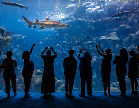 group of men and women pointing at and taking photos of a sand tiger shark_mobile
