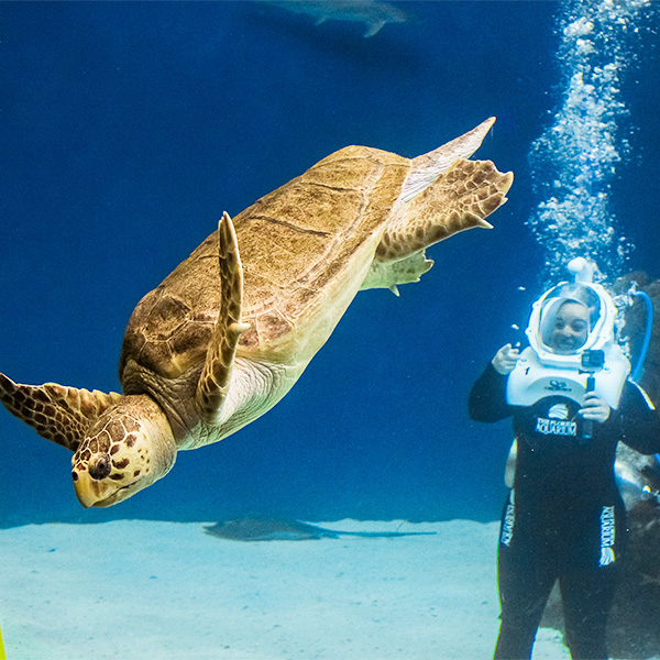 women wearing wetsuit and seatrek helmet watching loggerhead_600x600