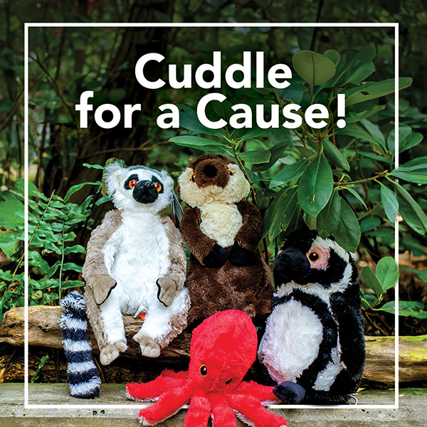Cuddle for a cause! Ring-tail lemur, North American river otter, African penguin, and giant Pacific octopus plushes on a bench in front of trees.