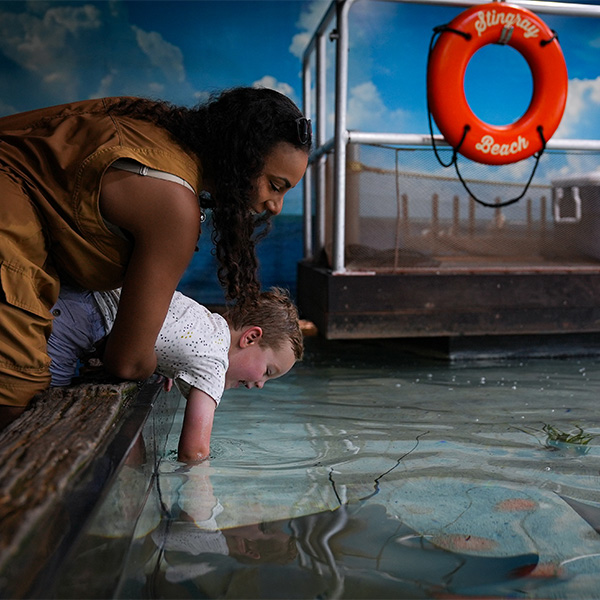 mom holding young son as he leans down to touch a stingray