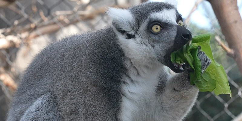 ring tailed lemur eating lettuce