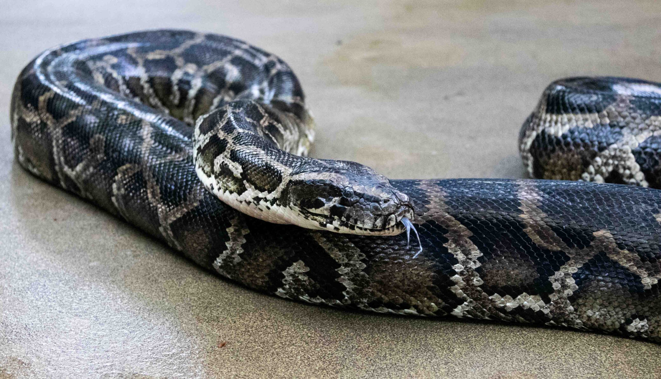 burmese python with tongue out