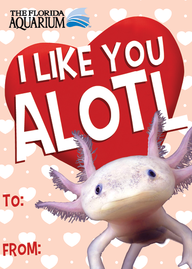 I like you an alotl valentine's day card with picture of axolotl