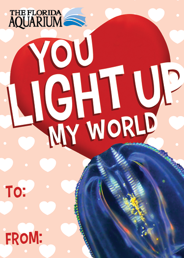 'you light up my world' valentine's day card with picture of a comb jellie