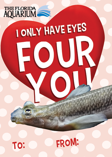 'I only have eyes four you' valentine's card with a picture of a four-eyed fish