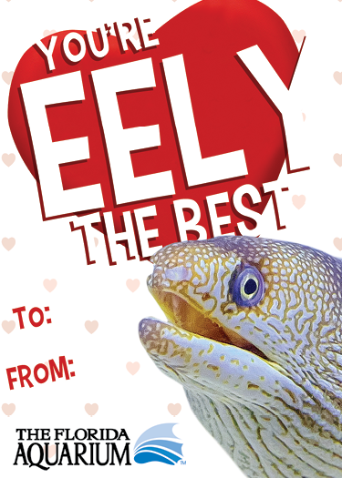 'you're eely the best' valentine's card with a picture of a honeycomb eel
