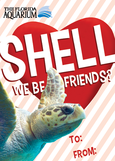 'shell we be friends?' valentine's card with a picture of a loggerhead sea turtle