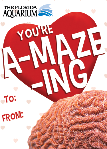 'you're a-maze-ing' valentine's card with a picture of maze coral