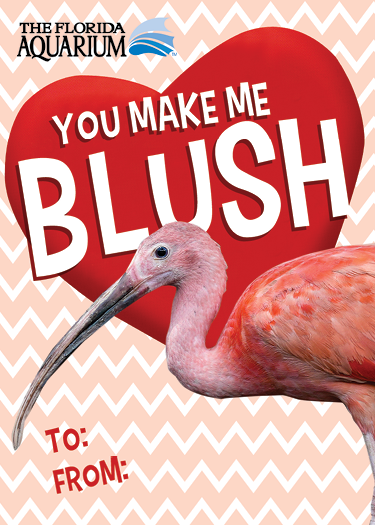 'you make me blush' valentine's card with a picture of a scarlet ibis