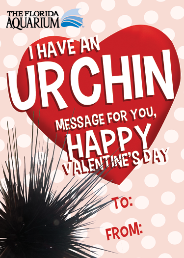 'i have an urchin message for you, happy valentine's day' valentine's card with picture of an urchin