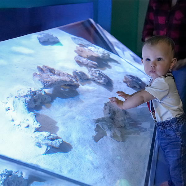 toddler touching stingray habitat and looking at the camera