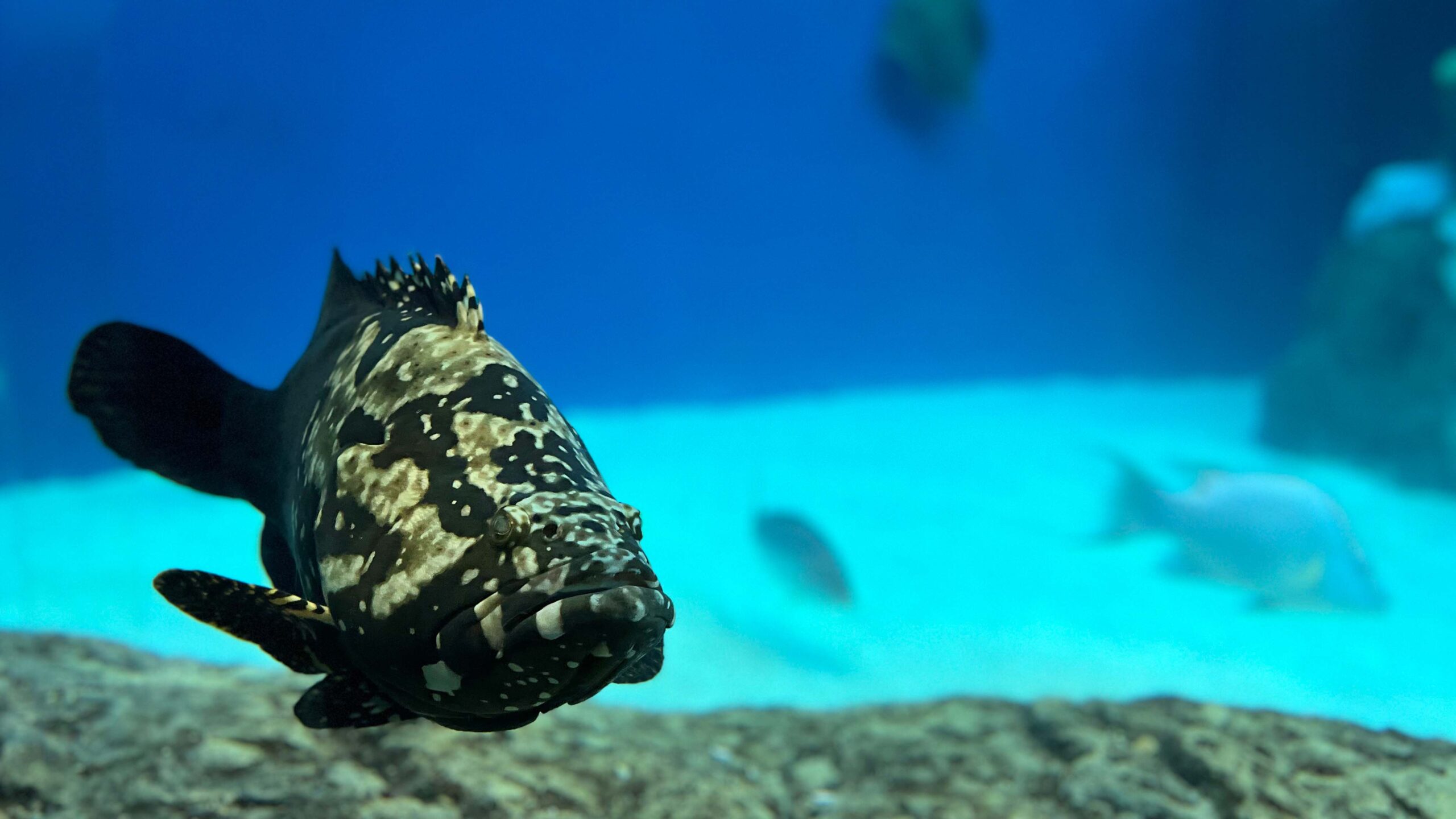 Queensland grouper