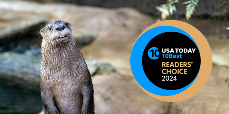 otter with tongue out next to badge that reads USA Today 10Best Readers' Choice 2024
