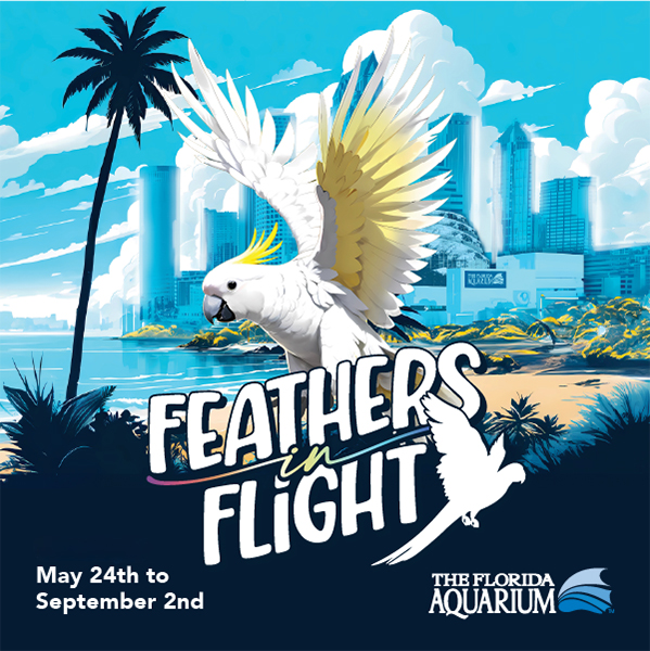 illustration of downtown with white and yellow cockatoo, text reads Feathers in Flight May 24 to September 2, The Florida Aquarium