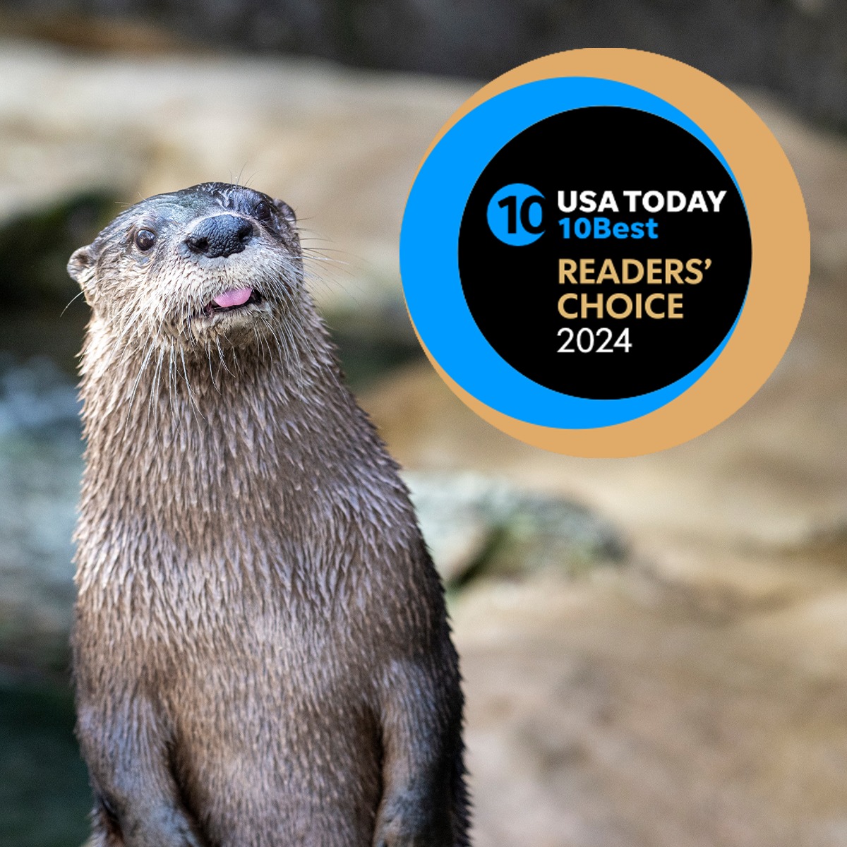 otter with tongue out next to badge that reads USA Today 10Best Readers' Choice 2024