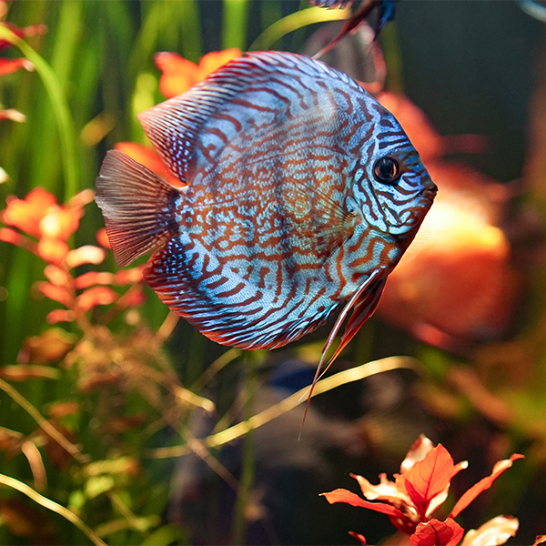 blue discus with red stripes swimming