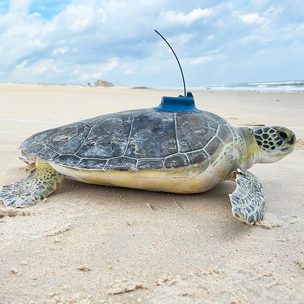 Green sea turtle with satellite tracking tag on the beach