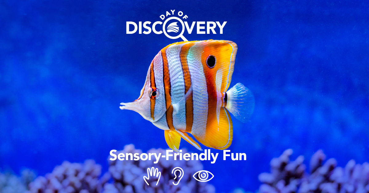 The Florida Aquarium Day of Discovery Sensory-Friendly Fun