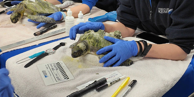 Sea turtle exam at the Coral Research and Sea Turtle Rehabilitation center