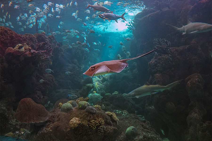 southern_stingray_swimming_at_The_Florida_Aquarium