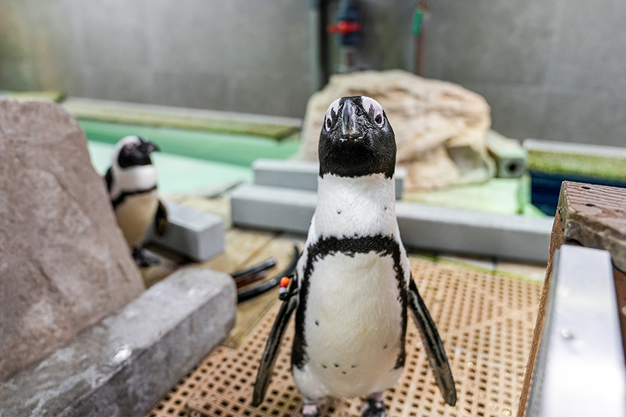 African penguin at The Florida Aquarium looking at the camera