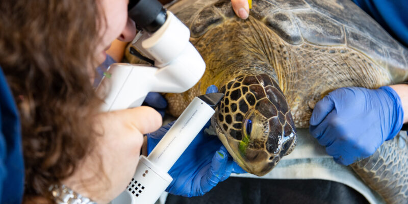 Buckley Loggerhead Sea Turtle receiving an exam at the Sea Turtle Rehabilitation Center