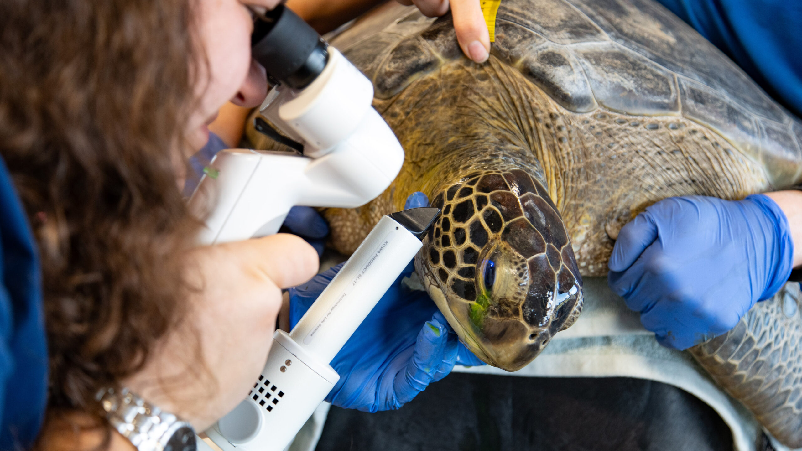 Buckley Loggerhead Sea Turtle receiving an exam at the Sea Turtle Rehabilitation Center