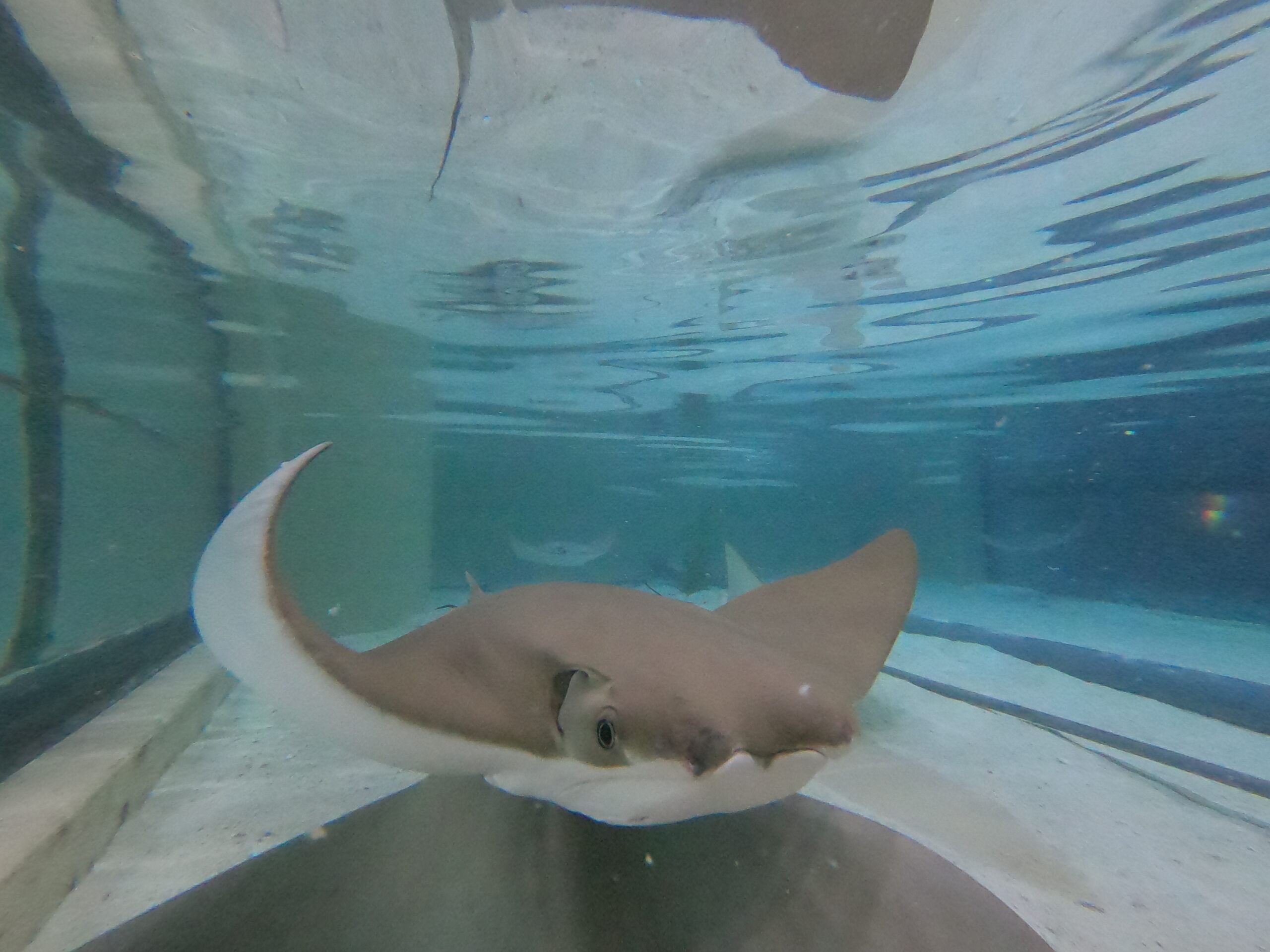 Dominica the Cownose Stingray swimming at the Florida Aquarium