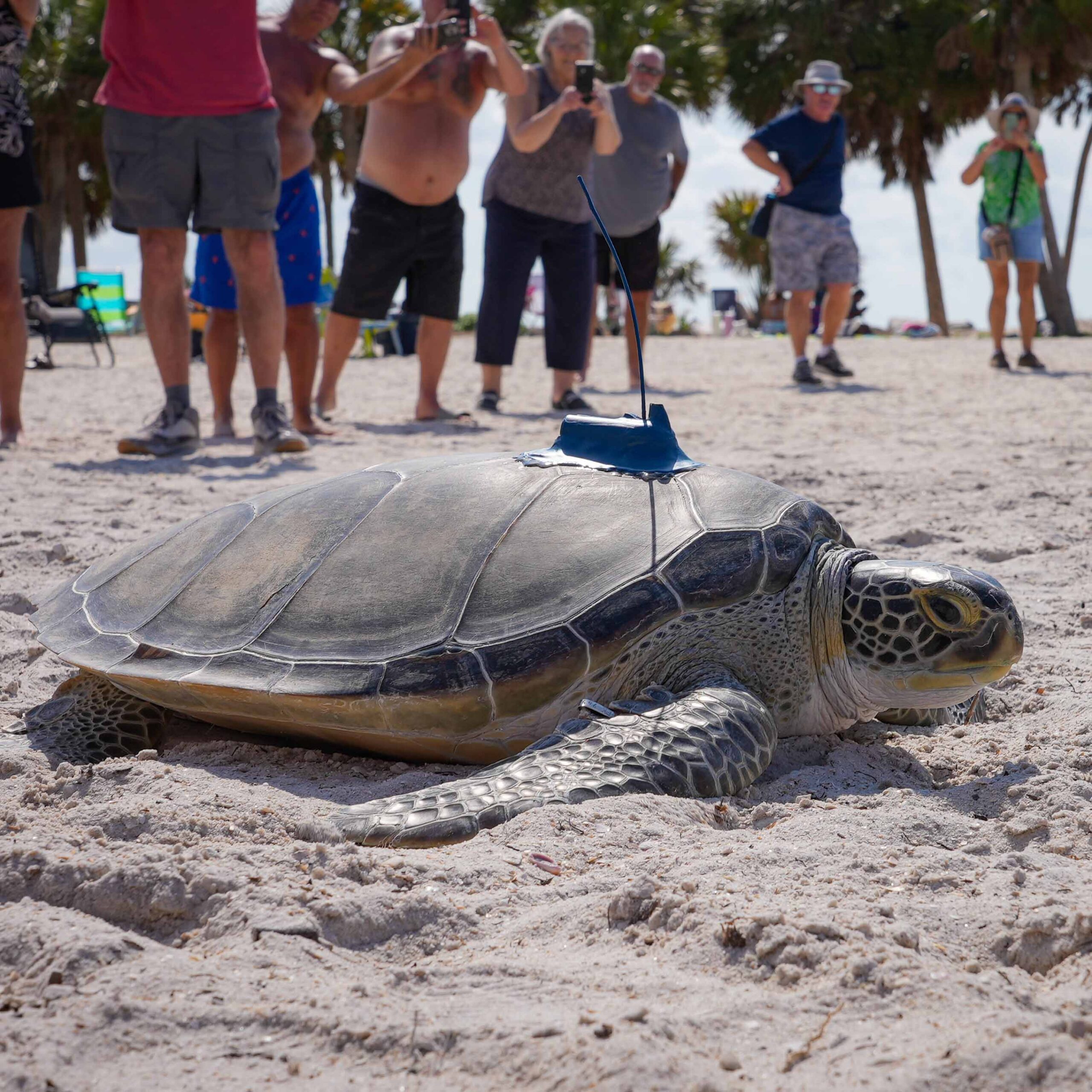 The Florida Aquarium releases Buckley, a green sea turtle, back to the ocean.