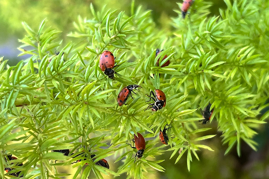 ladybugs on plant
