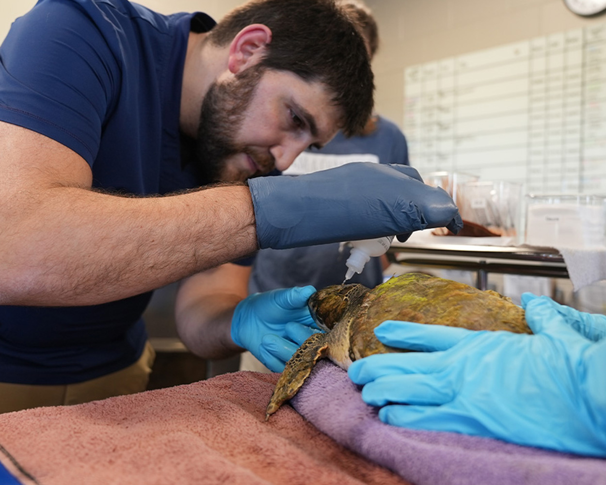male vet examining a sea turtle at The Florida Aquarium Sea Turtle Rehabilitation Center in Apollo Beach FL