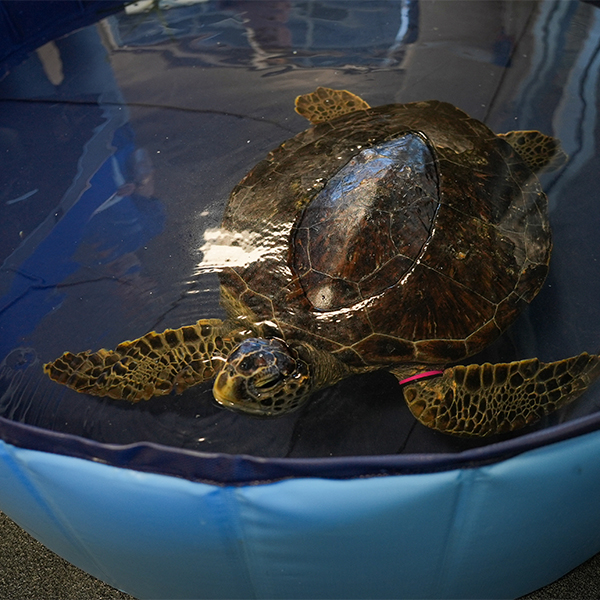 rescued sea turtle looking up while in rehab pool at The Florida Aquarium's Sea Turtle Rehabilitation Center in Apollo Beach