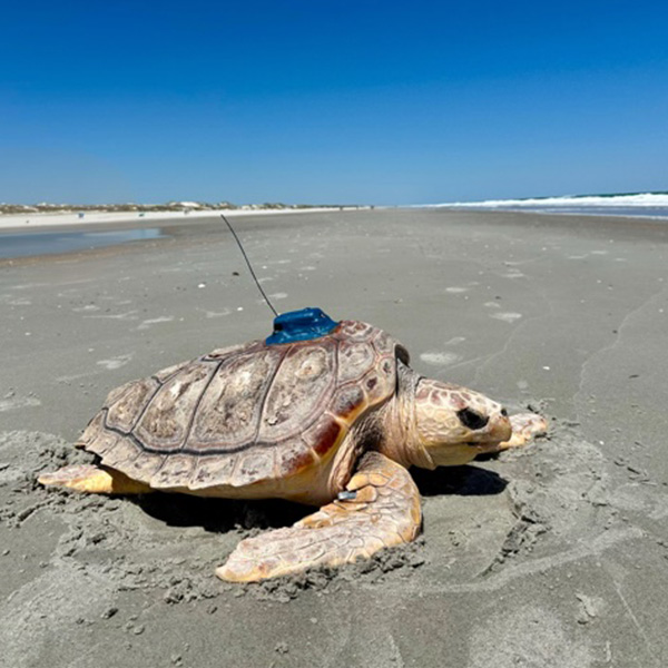 Ari the loggerhead sea turtle released back into the ocean