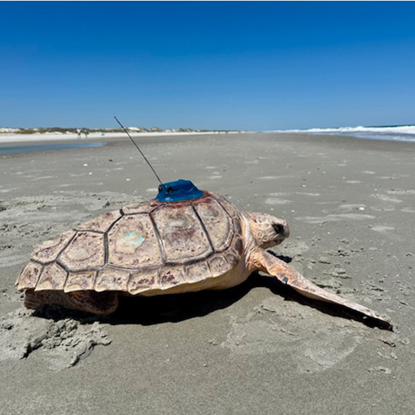 Emmy the loggerhead sea turtle being released back into the ocean